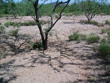 Creekbed Site