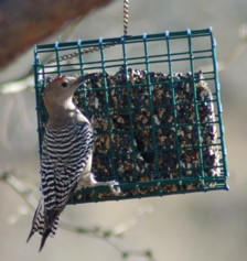 Gila Woodpecker at my bird feeder
