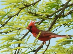 Cardinal in Mesquite