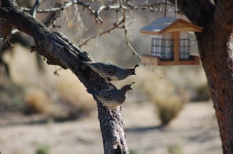 Gambels Quail making their way to a feeder in my tree